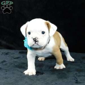 Bruno, Miniature Bulldog Puppy